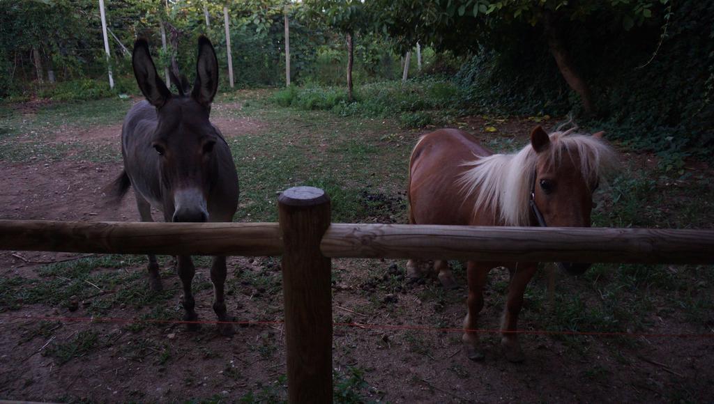 ホテルAgriturismo Fior Di Pesco ソンマカンパーニャ エクステリア 写真