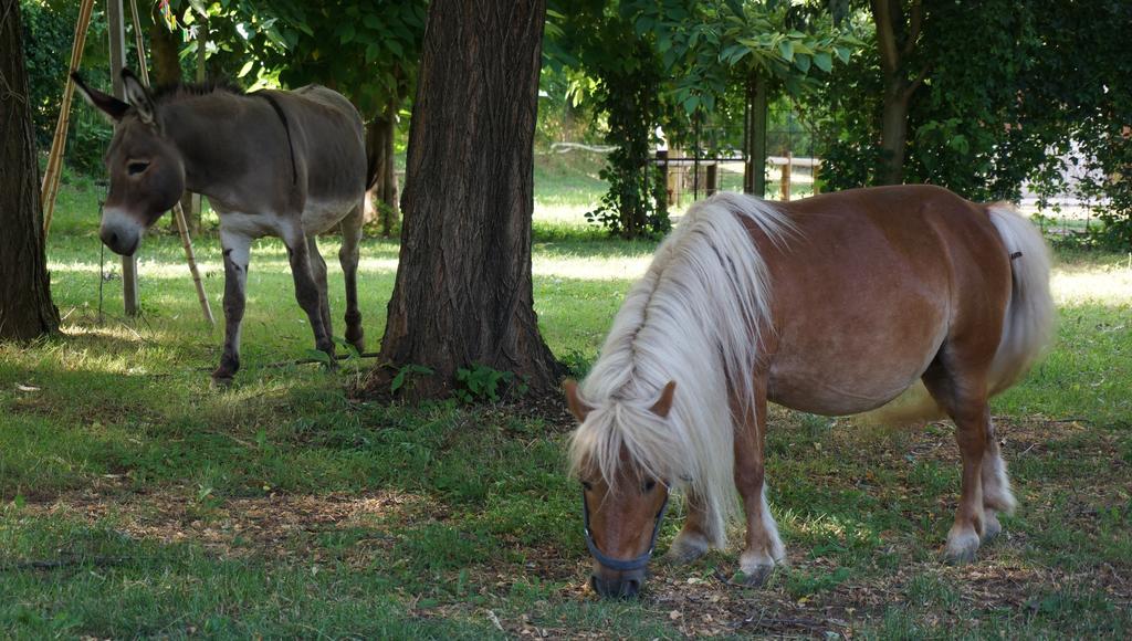 ホテルAgriturismo Fior Di Pesco ソンマカンパーニャ エクステリア 写真